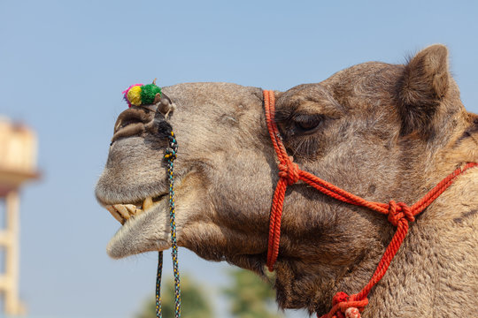 Camel Fair in India