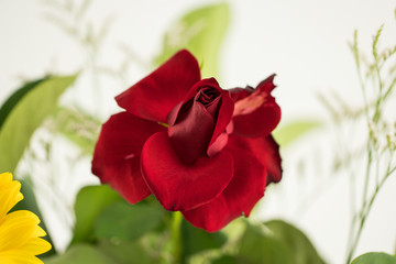 Bright Red Rose In Bloom On A White Studio Background With Green Leaves With A Macro Lens