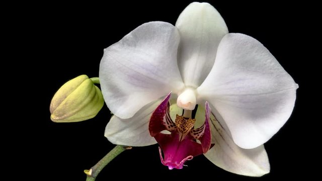 Timelapse of pink Orchid flower blooming on black background, close up. 4K