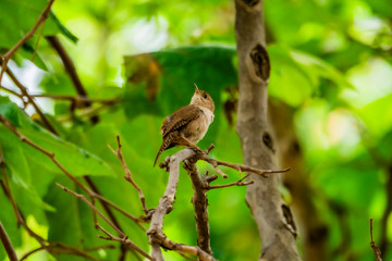Wren bird by itself on a brand surrounded by green leaves 