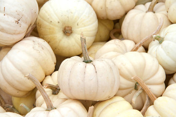 Close up on pile of Gooligan pumpkins freshly picked from the field. Sweet little hybrid pumpkins are pure white and deeply ribbed with the graceful shape of a miniature fairytale coach.