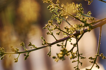 The flower of mango tree in the early season