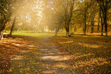 Beautiful autumn view of the park with golden leaves of trees and a path in the rays of sunlight. Natural autumn background.