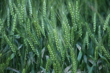 収穫まじかの麦畑