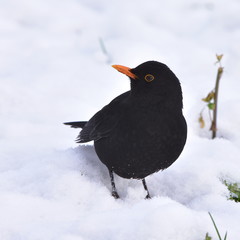 blackbird in wintertime looking for some food