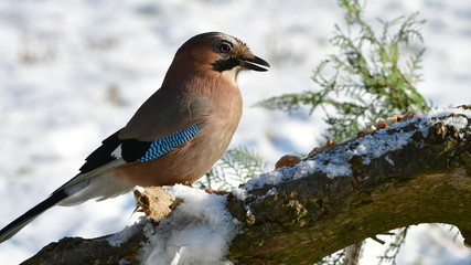 hungry jay bird looking for food in garden
