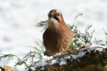 hungry jay bird looking for food in garden
