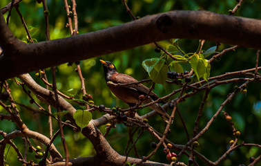 A common Indian Myna bird sitting on a tree branch in the early morning at Lodhi garden, Delhi, India.