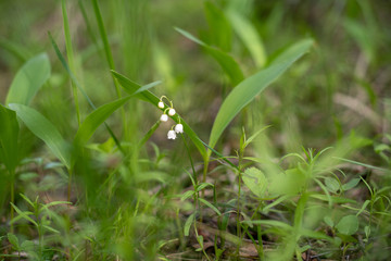 Lily of the valley