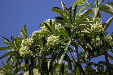 Green Flower of Blackboard Tree