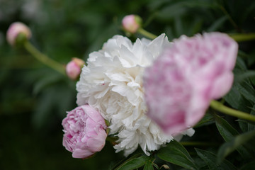 Pink and white flowers