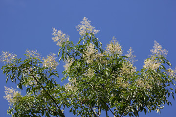 White Flower in blue sky or Fraxinus griffithii tree
