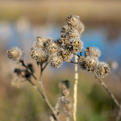 Burdock fruits on a blurred natural background