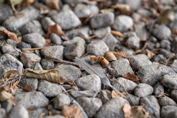 Feather on the shore