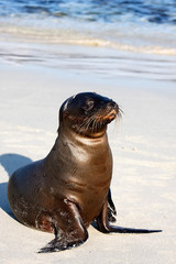 Sea lion on the beach in Galapagos, Ecuador