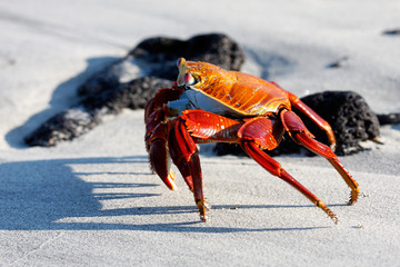 Red rock crab on the sandy beach in Galapagos