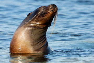 Sea lion on the beach in Galapagos, Ecuador