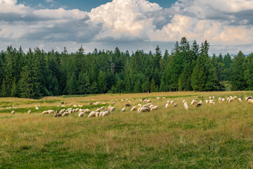 Obraz premium Sheep grazing in a green meadow. Tatra, Poland.