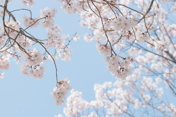 満開の桜