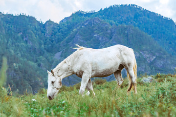 Fototapeta na wymiar horse grazing in a clearing