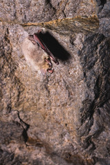 A wild bat hangs in a dream on the ceiling of a stone cave. Little bats in the North Caucasus