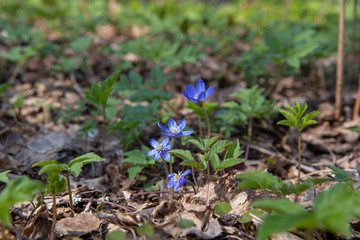 Blue anemone, spring flowers