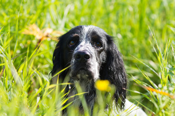 spaniel sitting in the thick grass