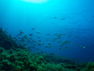 Fototapeta na wymiar sea ​​bottom with many fish