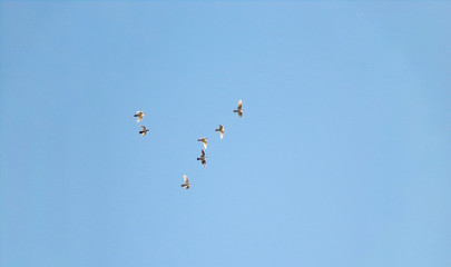 A flock of beautiful domestic pigeons circling a group over the houses. Pigeons against the sky.