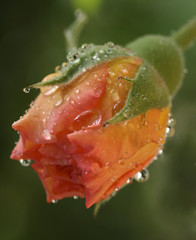 Rose bud