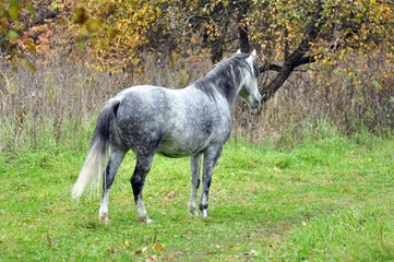 Grey horse in an autumn garden