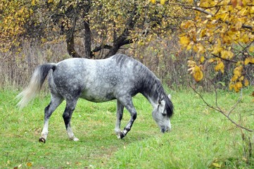 Gray horse grazing in the autumn garden