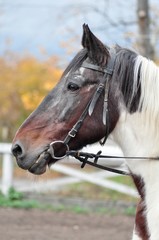 Portrait of piebald horse on autumn background