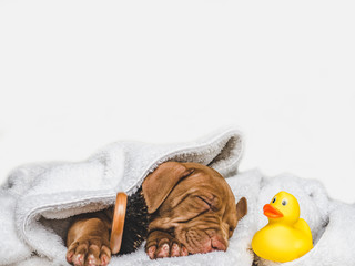 Pretty puppy and yellow, rubber duck. Close-up. Studio photo. Concept of care, education, obedience training and raising of pets