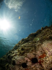 Fototapeta na wymiar sea ​​bottom with many fish