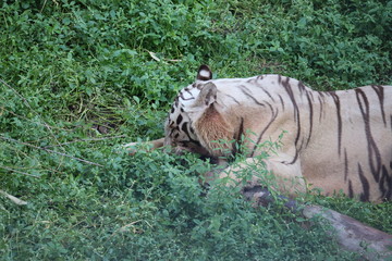 Naklejka premium This is a very rare shot of a wild white tiger.White tiger in prone.big white tiger lying on grass close up.