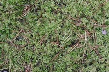 Green moss nature texture background