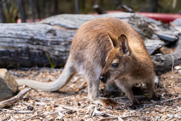 Wallaby