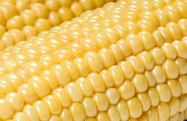 Ear of corn macro