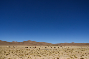 Fototapeta na wymiar Herd of llamas on the Bolivia plateau