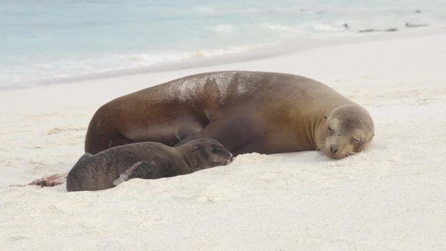 Galapagos islands animals. Newborn baby sea lion pup right after birth next to mother sea lion. Galapagos island cruise ship excursion Gardner Bay Beach, Espanola Island, Galapagos Islands, Ecuador.