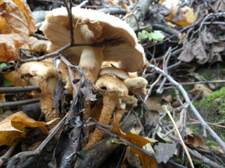 KODAK Digital Still Camera © Dawid