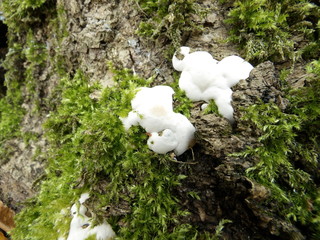 KODAK Digital Still Camera © Dawid