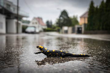 SALAMANDER CROSSES THE WET STREET