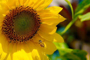 Naklejka premium Honeybee flying to collect pollen on a sunflower in the morning