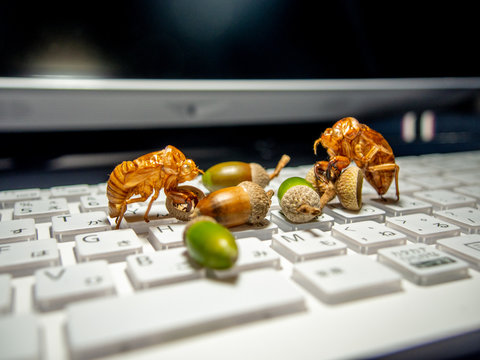 キーボードの上のドングリとセミの抜け殻