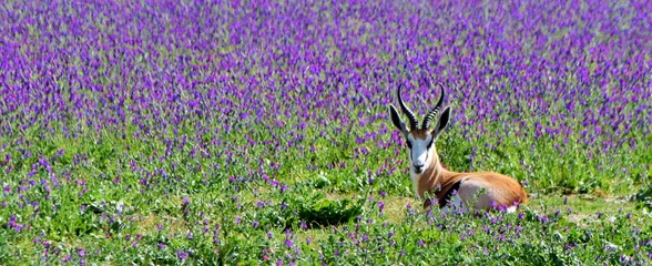 Photo sur Aluminium brossé Antilope Gros plan d& 39 une petite antilope Springbok sur un pré bleu plein d& 39 échium en fleurs