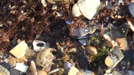 Gammarus jumps among beautiful fragments of seashells and among red seaweed, Trying to hide in sea water from summer sun. Gammarus is an amphipod crustacean genus in the family Gammaridae