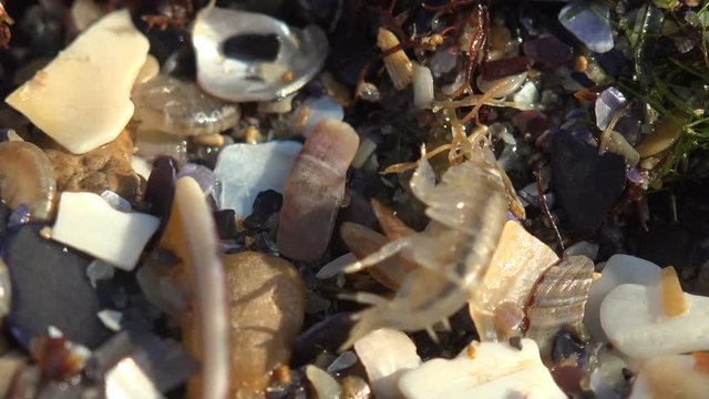 Gammarus jumps among beautiful fragments of seashells and among red seaweed, Trying to hide in sea water from summer sun. Gammarus is an amphipod crustacean genus in the family Gammaridae