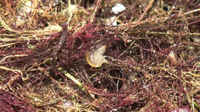 Gammarus jumps among red seaweed, Trying to hide in sеа water from summer sun.  Gammarus is an amphipod crustacean genus in family Gammaridae. These organisms are also able to survive out of water